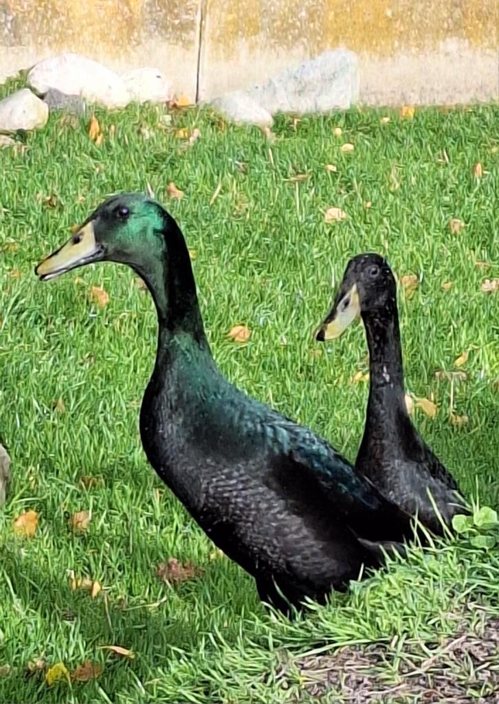 Mooie raszuivere Indische loopeenden/flesseneenden, Dieren en Toebehoren, Pluimvee, Eend, Meerdere dieren