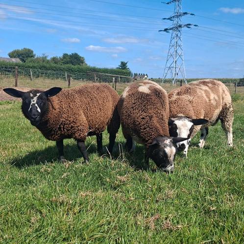 Super mooie, lieve  bonte (dek) rammen te koop, Dieren en Toebehoren, Schapen, Geiten en Varkens, Schaap, Mannelijk