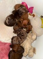 Teckel pups, Dieren en Toebehoren, Honden | Teckels en Dashonden, 8 tot 15 weken, Korthaar, Dwerg, CDV (hondenziekte)