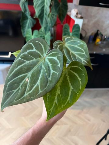 Anthurium King of Spades (KOS) - Arnhem beschikbaar voor biedingen