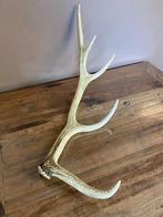 Gewei edelhert - 5 puntig - nr 2, Antiek en Kunst, Curiosa en Brocante, Ophalen of Verzenden