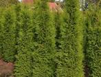 Coniferen “THUJA”, Tuin en Terras, Ophalen of Verzenden, Conifeer, 100 tot 250 cm