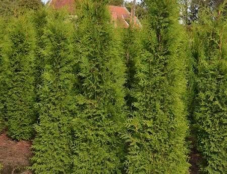 Coniferen “THUJA”, Tuin en Terras, Planten | Struiken en Hagen, Conifeer, 100 tot 250 cm, Ophalen of Verzenden
