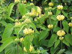 Phlomis russeliana in een P11 pot., Tuin en Terras, Planten | Tuinplanten, Volle zon, Vaste plant, Zomer, Ophalen
