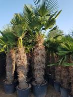 Trachycarpus wagnerianus palmen - ACTIEWEEKEND 15 & 16 MAART, Halfschaduw, Lente, Palmboom, Ophalen