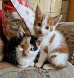 kittens, Meerdere dieren, Kortharig, 0 tot 2 jaar