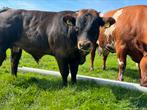 Mooi stierkalf, Dieren en Toebehoren, Mannelijk