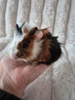 Jonge Driekleur Borstel Cavia zeugje., Dieren en Toebehoren, Knaagdieren, Cavia, Vrouwelijk, November, Tam