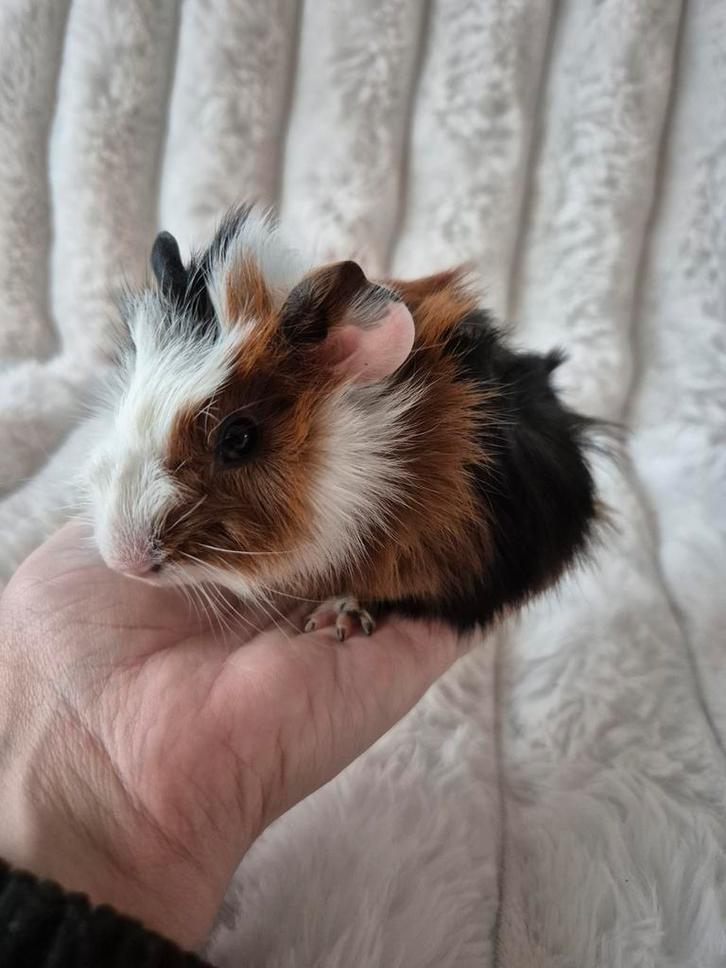 Jonge Driekleur Borstel Cavia zeugje., Dieren en Toebehoren, Knaagdieren, Vrouwelijk, Cavia, November, Tam