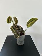 Maranta Leuconeura Fascinator Tricolor, Huis en Inrichting, Kamerplanten, Minder dan 100 cm, Halfschaduw, Ophalen