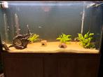 Compleet Aquarium met Onderkast + Vissen + Toebehoren, Dieren en Toebehoren, Vissen | Aquaria en Toebehoren, Ophalen, Gebruikt