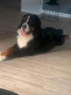 Berner sennen hond Eddy zoekt nieuwe baas, Dieren en Toebehoren, Honden | Niet-rashonden, Reu, Rabiës (hondsdolheid), Groot, Eén hond