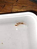 Ancistrus marlboro red, Ophalen