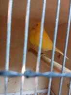 Mooi kanaries  man en jonge kanaries, Dieren en Toebehoren, Meerdere dieren, Kleurkanarie