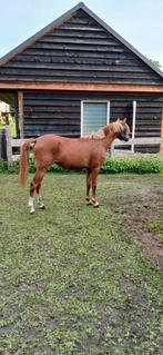 Jaarling welsh c pony merrie, Merrie, C pony (1.27m tot 1.37m), Gechipt, 0 tot 2 jaar
