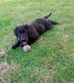 Super enthousiaste Labrador pup ( Reutje ), Reu, CDV (hondenziekte), 8 tot 15 weken, Labrador retriever