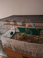 Familie grasparkiet, Dieren en Toebehoren, Vogels | Parkieten en Papegaaien, Mannelijk, Parkiet