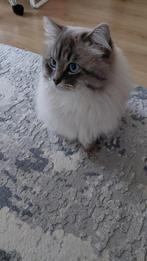 Mooie siberische dekater beschikbaar voor dekking, Dieren en Toebehoren