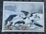 Kraaien, Antiek en Kunst, Antiek | Schoolplaten, Ophalen of Verzenden, Natuur en Biologie