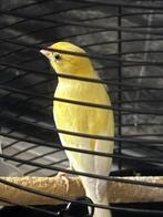 Kanarie mannetje, 7 maanden oud