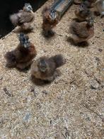 USA zijdehoen kuikens, Dieren en Toebehoren, Pluimvee, Geslacht onbekend, Kip