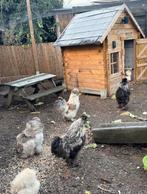 USA zijdehoenders – hanen – 1 jaar – meerkleurig, Dieren en Toebehoren, Ophalen of Verzenden, Zo goed als nieuw, Kippenhok of Kippenren