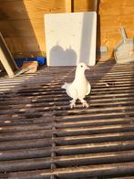 Takla duiven, Dieren en Toebehoren, Vogels | Duiven