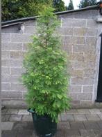 Chinese moerascypres / Metasequoia bomen: fris groene kleur, Bloeit niet, Overige soorten, 100 tot 250 cm, Ophalen