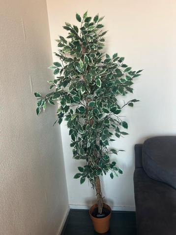 Kunstplant Ficus Benjamina beschikbaar voor biedingen
