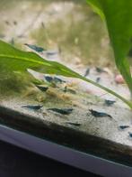 Blauwe Neocaridina Garnalen €1 per stuk!, Kreeft, Krab of Garnaal