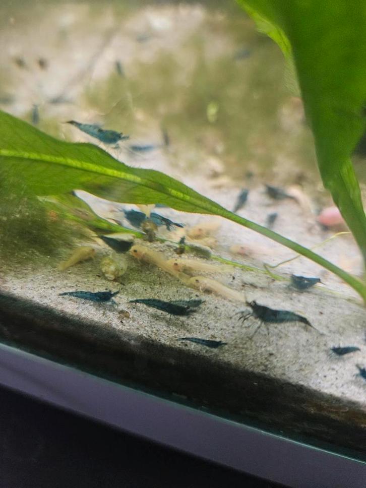 Blauwe Neocaridina Garnalen €1 per stuk!, Dieren en Toebehoren, Vissen | Aquariumvissen, Kreeft, Krab of Garnaal