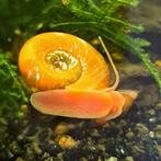 Rode posthoornslakjes. Ze heten Sjaak., Slak of Weekdier, Zoetwatervis