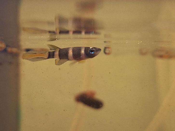 3x ringbandsnoekjes, Dieren en Toebehoren, Vissen | Aquariumvissen, Zoetwatervis, Vis, Schoolvis