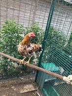 bloemenkip, Dieren en Toebehoren, Pluimvee, Geslacht onbekend, Kip