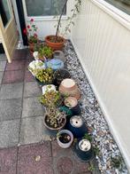 Gratis afhalen Diverse bloempotten - Tuin, balkon, binnen, Ophalen, Gebruikt, Rond, Binnen