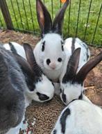 Jonge Lotharinger rammetje, Dieren en Toebehoren, Mannelijk, Groot