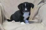 Welsh Corgi x Beagle kruising pups, Nederland, CDV (hondenziekte), 8 tot 15 weken, Meerdere