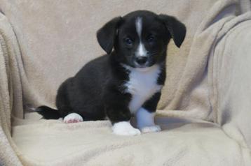 Welsh Corgi x Beagle kruising pups beschikbaar voor biedingen