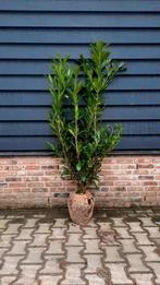 Prunus Caucasica  Laurierhaag🌿  wintergroen, Tuin en Terras, Planten | Struiken en Hagen, Ophalen, Laurier, 100 tot 250 cm