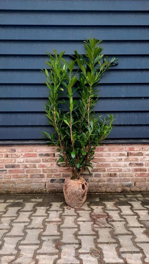 Prunus Caucasica  Laurierhaag🌿  wintergroen, Tuin en Terras, Planten | Struiken en Hagen, Laurier, 100 tot 250 cm, Ophalen