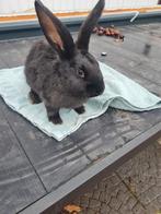 een plekje voor een lieve ram of voedster SNEL!!, Meerdere dieren, Groot, 0 tot 2 jaar