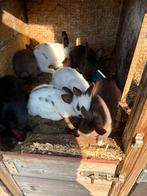 Konijnen hollander, Dieren en Toebehoren, Konijnen, Meerdere dieren, Middelgroot, 0 tot 2 jaar
