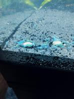 🩵🦐 Hele mooie Blue Jelly garnalen 🦐🩵, Dieren en Toebehoren, Vissen | Aquariumvissen, Kreeft, Krab of Garnaal, Zoetwatervis