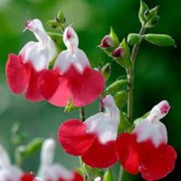 Te Koop : Supermooie Salvia Hot Lips planten in pot. beschikbaar voor biedingen