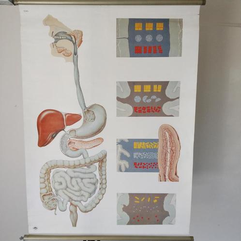 Medische schoolplaat Spijsvertering, Antiek en Kunst, Antiek | Schoolplaten, Natuur en Biologie, Ophalen of Verzenden