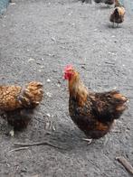 orpington kippen, Dieren en Toebehoren, Meerdere dieren, Kip