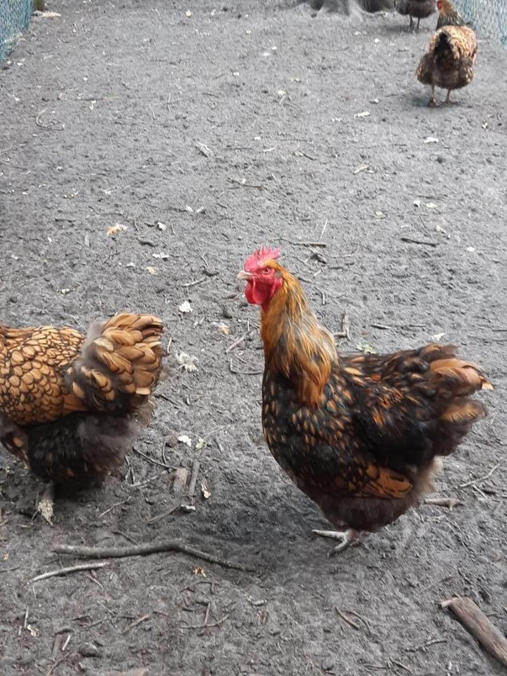 orpington kippen, Dieren en Toebehoren, Pluimvee, Kip, Meerdere dieren