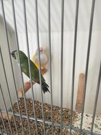 Te koop diverse vogels, Dieren en Toebehoren, Meerdere dieren