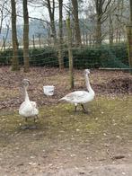 Mooi koppel trompet zwanen, Dieren en Toebehoren, Pluimvee, Meerdere dieren, Gans of Zwaan