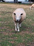 Lief mak schaap zoekt fijne wei, Dieren en Toebehoren, Schapen, Geiten en Varkens, Vrouwelijk, Schaap, 3 tot 5 jaar